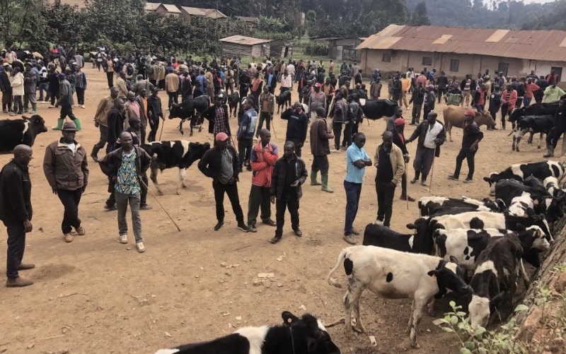 Burera: Abarema isoko ry'inka rya Butaro babangamiwe n'amafaranga bakwa batagurishije