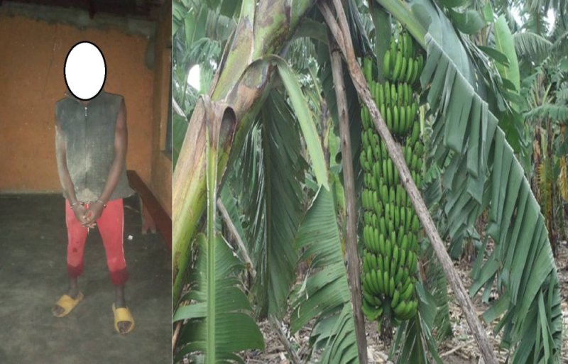 Rubavu: Afungiye kwicisha umutego w'igitoki umugore w'umuturanyi