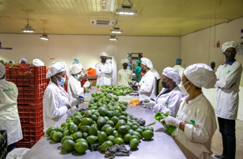Ibikomoka ku buhinzi byinjirije u Rwanda miliyoni 13$ mu minsi itanu