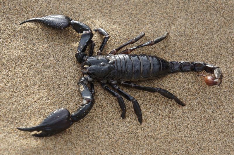 Menya byinshi kuri Scorpion (indyanishamurizo) n'icyo wakora igihe urumwe nayo