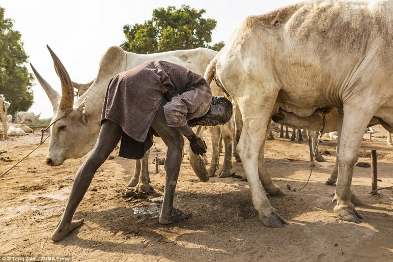 Mundari,ubwoko bw'abantu bakaraba amaganga y'inka zabo [AMAFOTO]