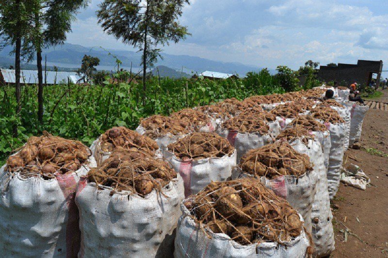 Ibirayi byongeye kurya umugabo bigasiba undi mu Mujyi wa Kigali