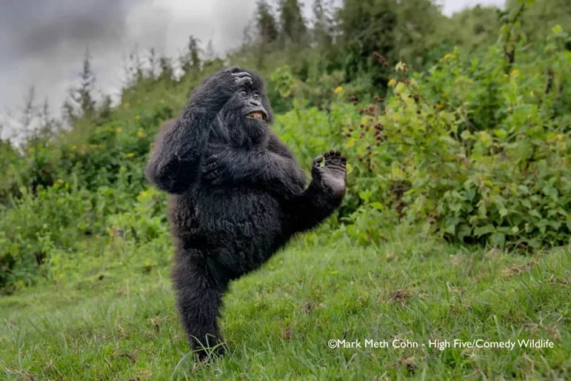 Ifoto y'ingagi yo mu Rwanda iri kubyina, yatsindiye igihembo mpuzamahanga
