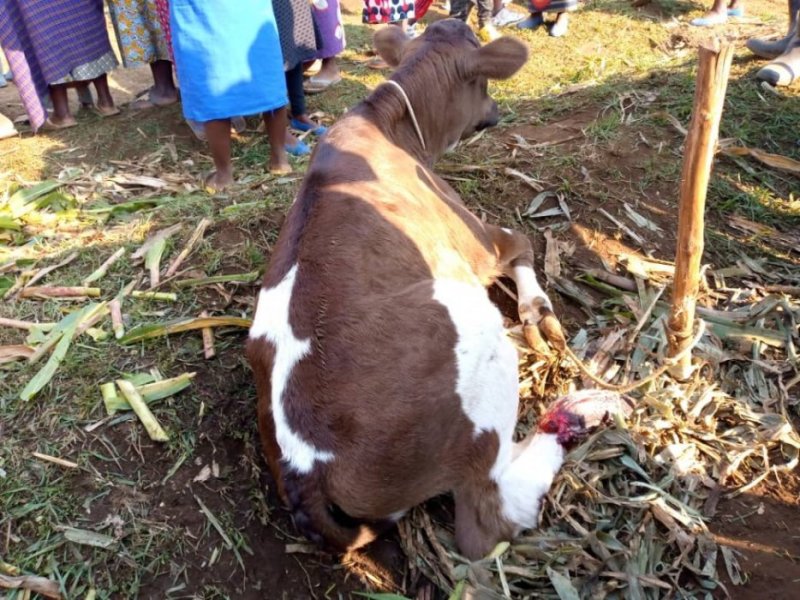 Abitwaje intwaro bikekwa ko ari abarwanyi ba FDLR barashe inka eshanu i Rubavu