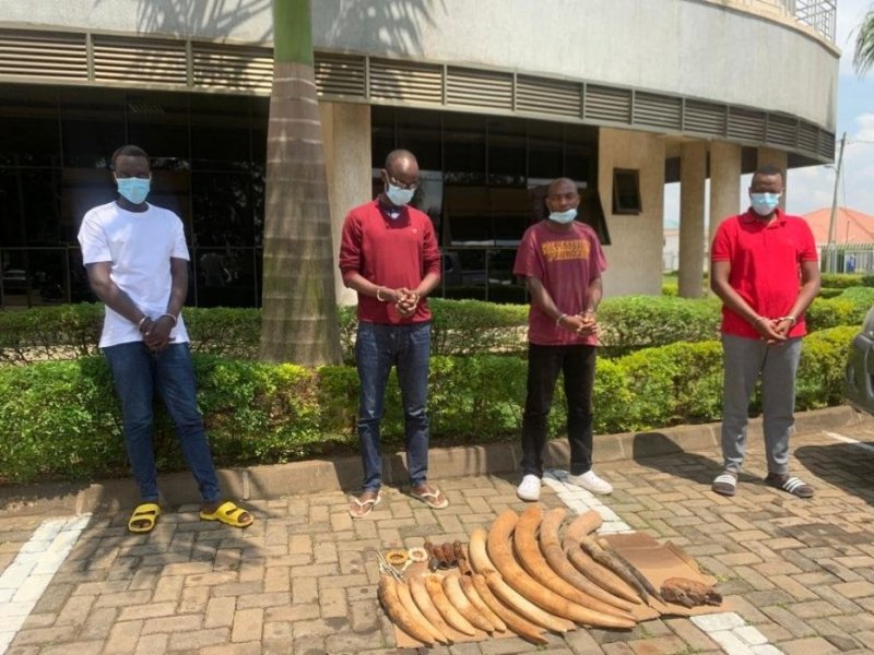 Rusizi: Bafatanwe ibiro 45 by'amahembe y'inzovu bagiye kuyagurisha