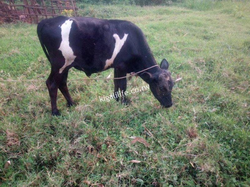 Kayonza:Umugore n'umugabo bananiwe kumvikana uko bagabana amafaranga bagurisha inka yabo umwe ayica umutwe