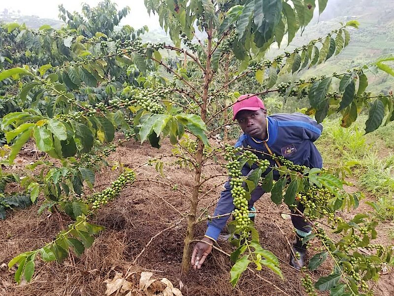 NAEB igiye guhagarika ifumbire yahaga abahinzi ba kawa ku buntu